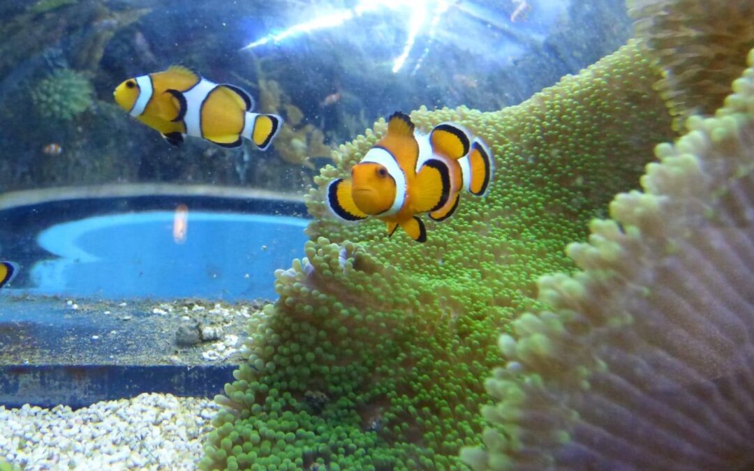 BOURNEMOUTH OCEANARIUM Head Up Tank