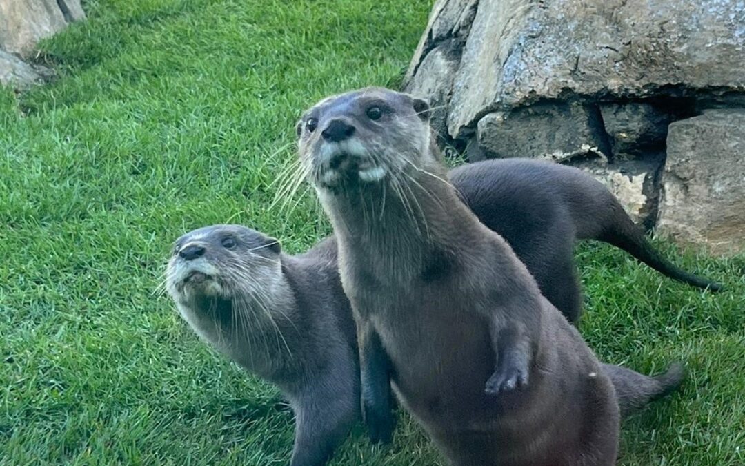 SEA LIFE HUNSTANTON Otter Habitat and Seal Pool