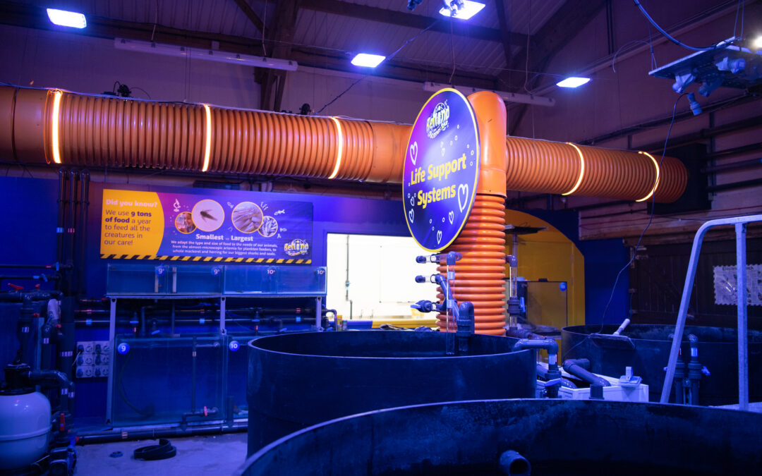 SEA LIFE WEYMOUTH Behind The Scenes Tour